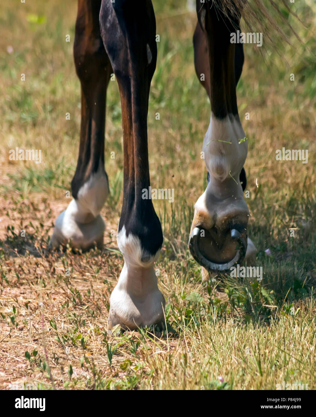 Leading horse walking along the sand track Stock Photo Alamy