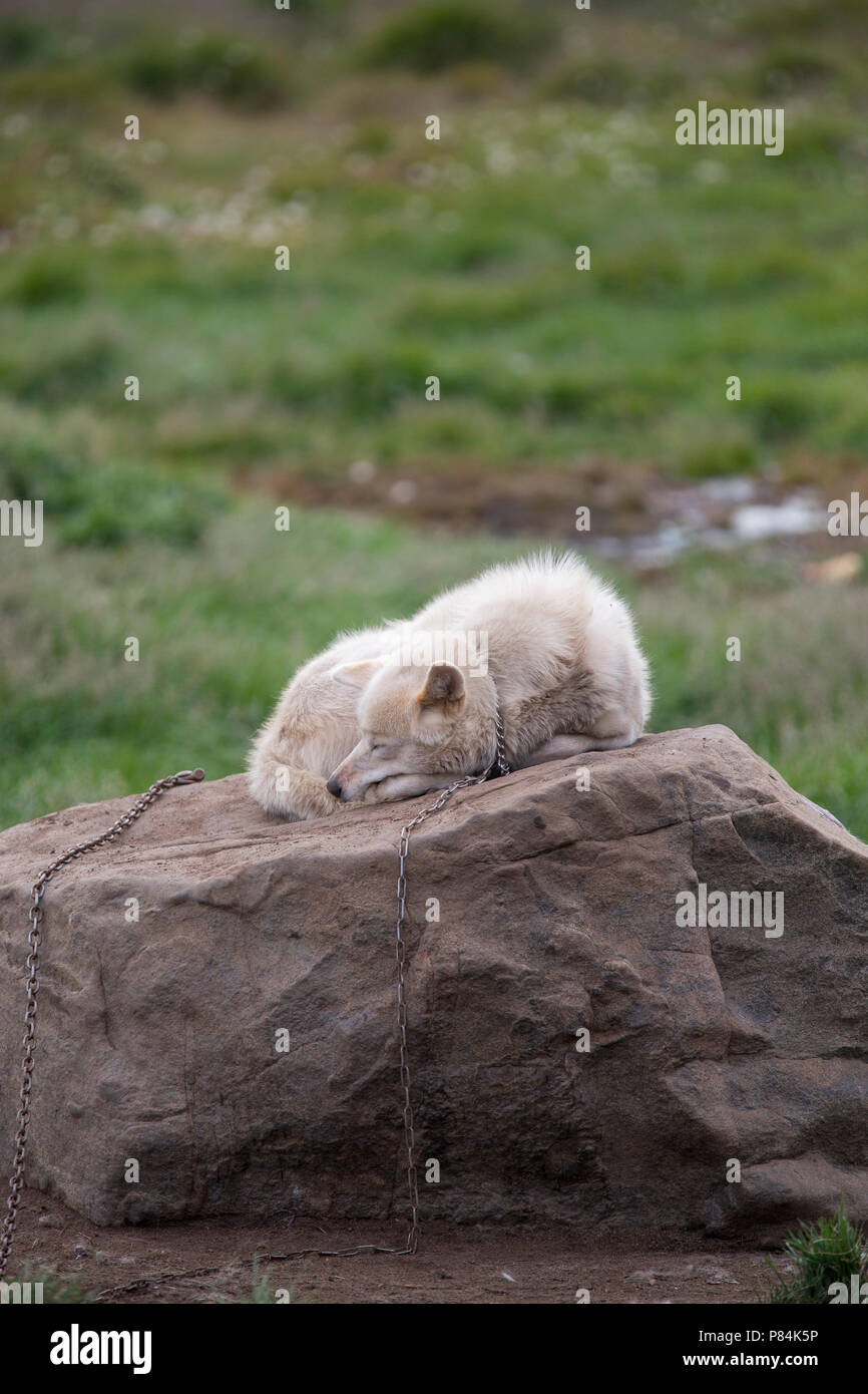 Greenland dog outside a house, Tasiilaq, East Greenland Stock Photo