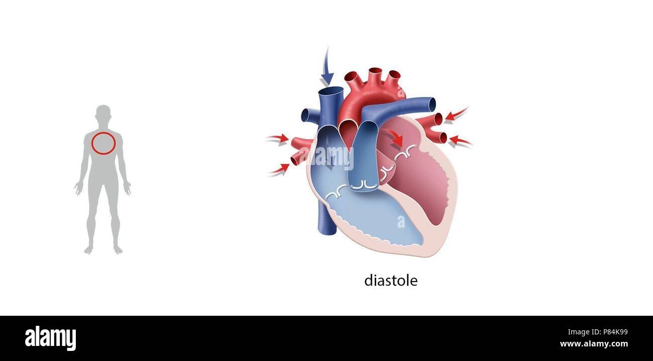 Movements of the heart. Diastole Stock Photo - Alamy