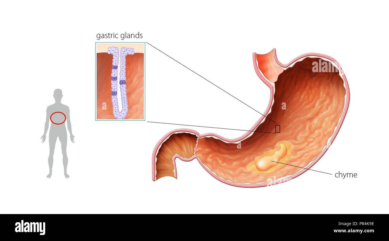 Chyme hires stock photography and images Alamy