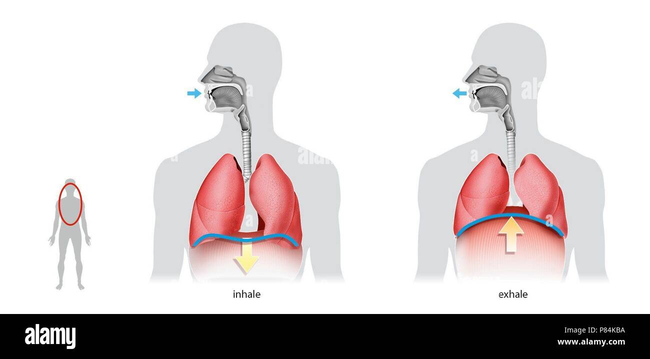 Pulmonary ventilation. Inspiration and expiration Stock Photo - Alamy