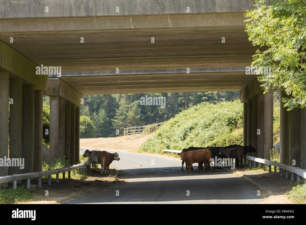 Cattle sheltering during the 2018 UK heatwave from hot weather under the A31 bridges in the New Forest Hampshire UK GB. 7.7.18 Stock Photo