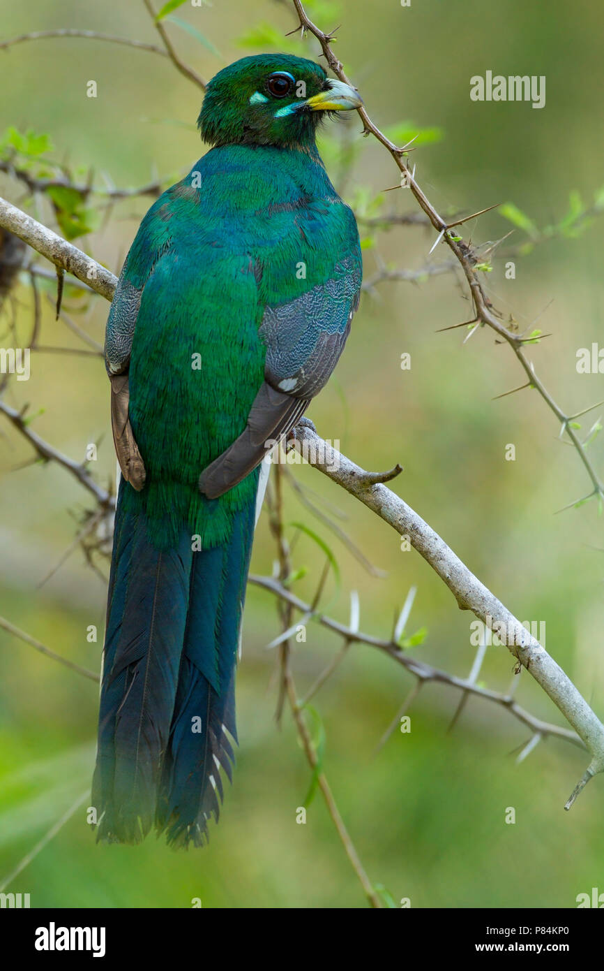 Narina trogon (Apaloderma narina) perched in a tree Stock Photo