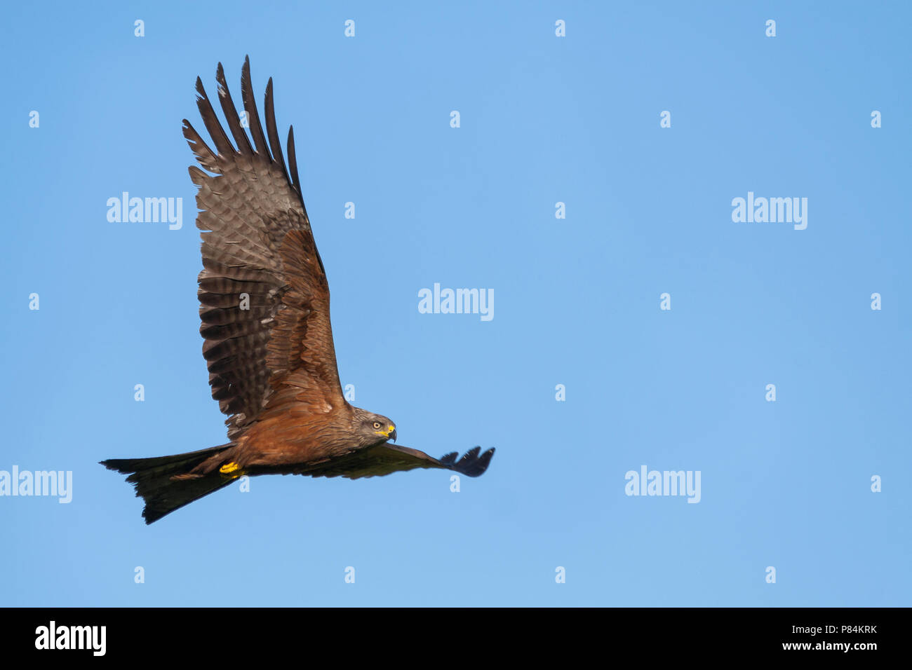 (Western) Black Kite - Schwarzmilan - Milvus migrans ssp. migrans, Germany, adult in flight Stock Photo