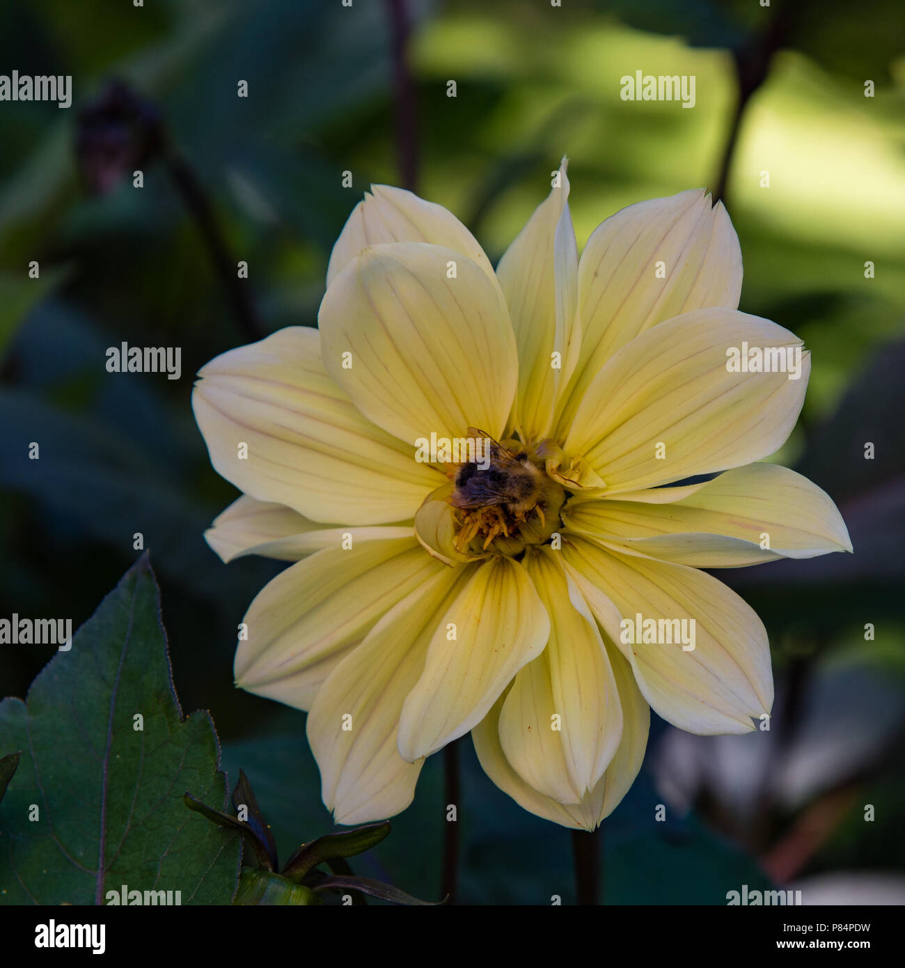 Yellow center flowers hi-res stock photography and images - Alamy