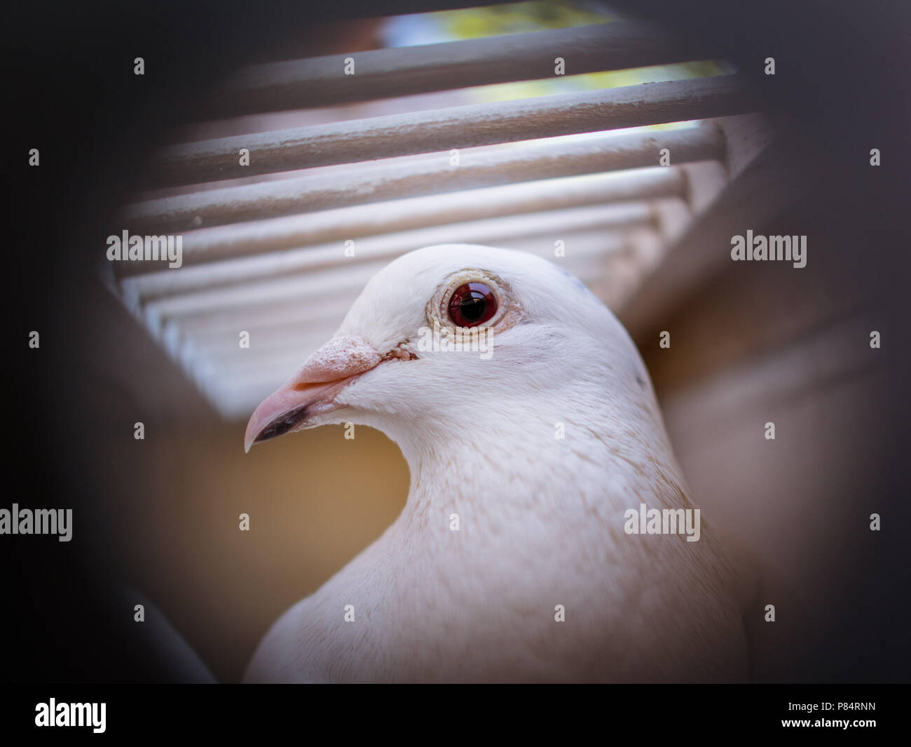 Beautiful White pigeons in cage, doves for wedding in captivity, close up, bird view, cage fence in focus Stock Photo