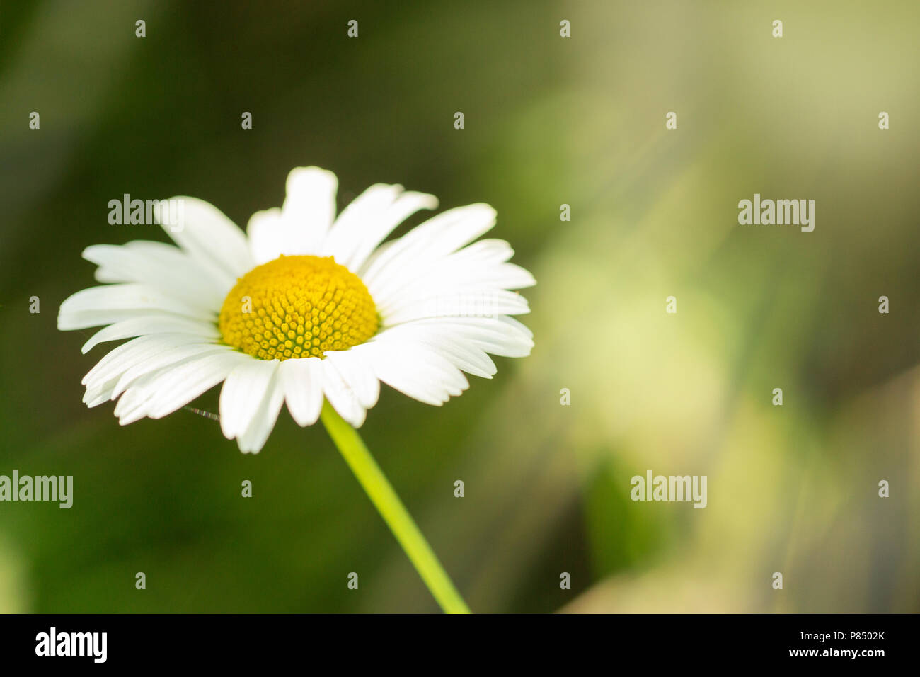 Blossoming chamomile in sunlight on a green meadow. Stock Photo