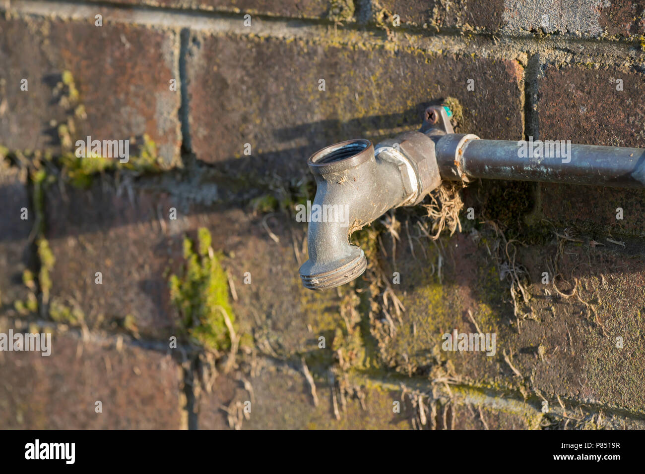 An outdoor tap or faucet with the turn handle valve removed so it cant be used. the tap is plumbed to a mossy brick wall. Stock Photo