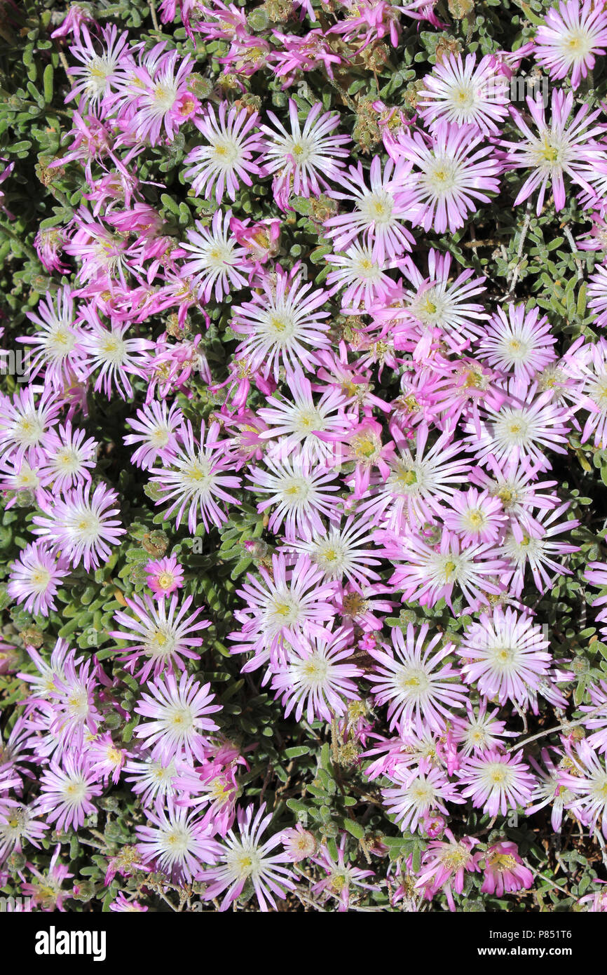 Trailing Iceplant Delosperma cooperi Stock Photo