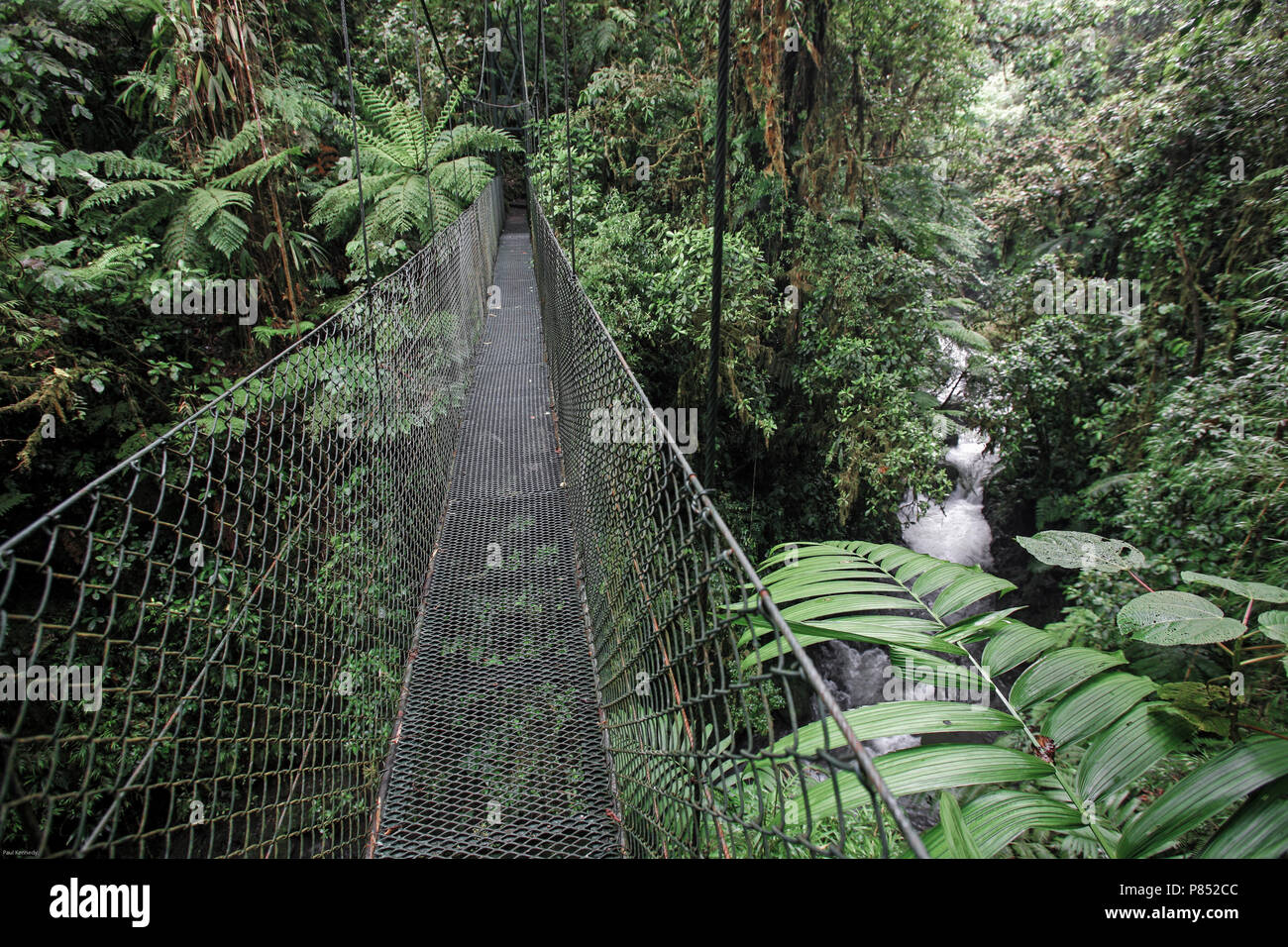 Suspension bridge through rain forest in Costa Rica Stock Photo Alamy