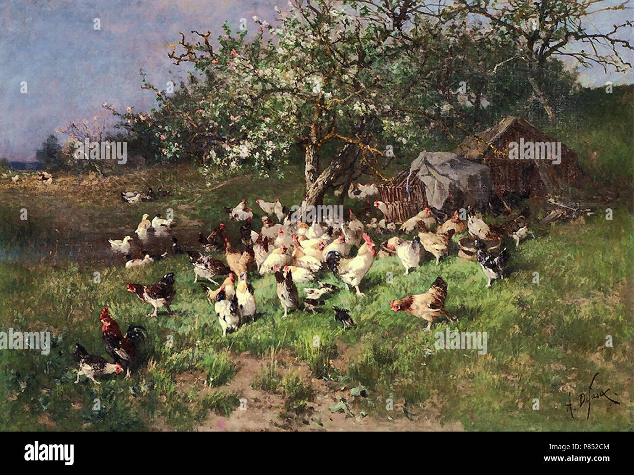 Apple trees chickens hires stock photography and images Alamy