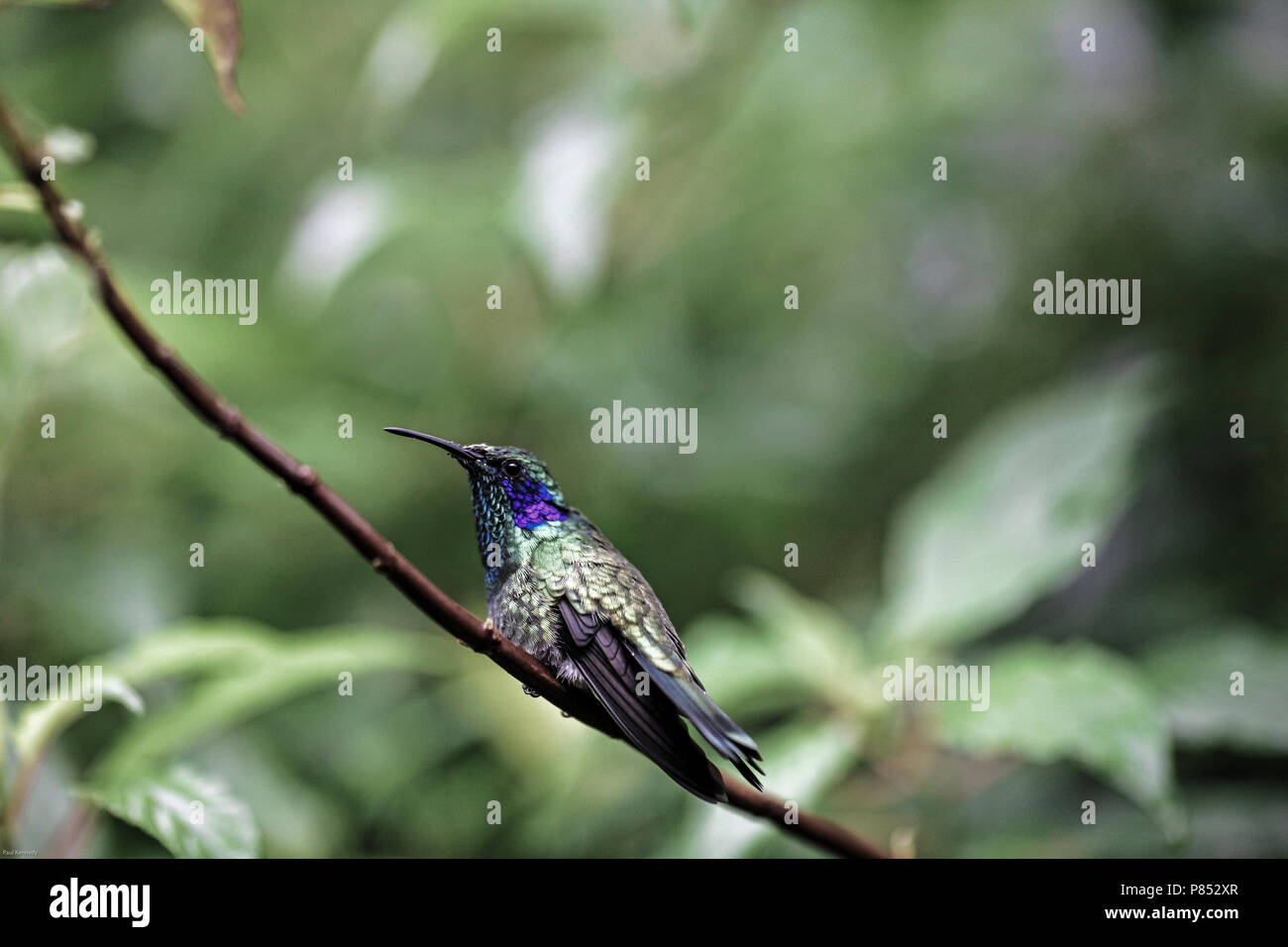 Sparkling Violet-Ear Hummingbird (Colibri coruscans) on branch, Costa Rica Stock Photo