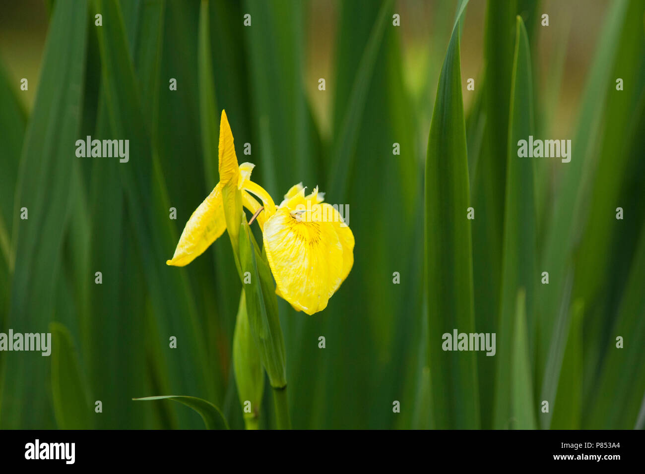 Yellow Iris Stock Photo
