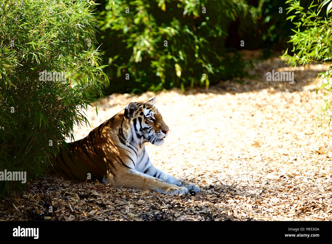 Breeding program hires stock photography and images Alamy