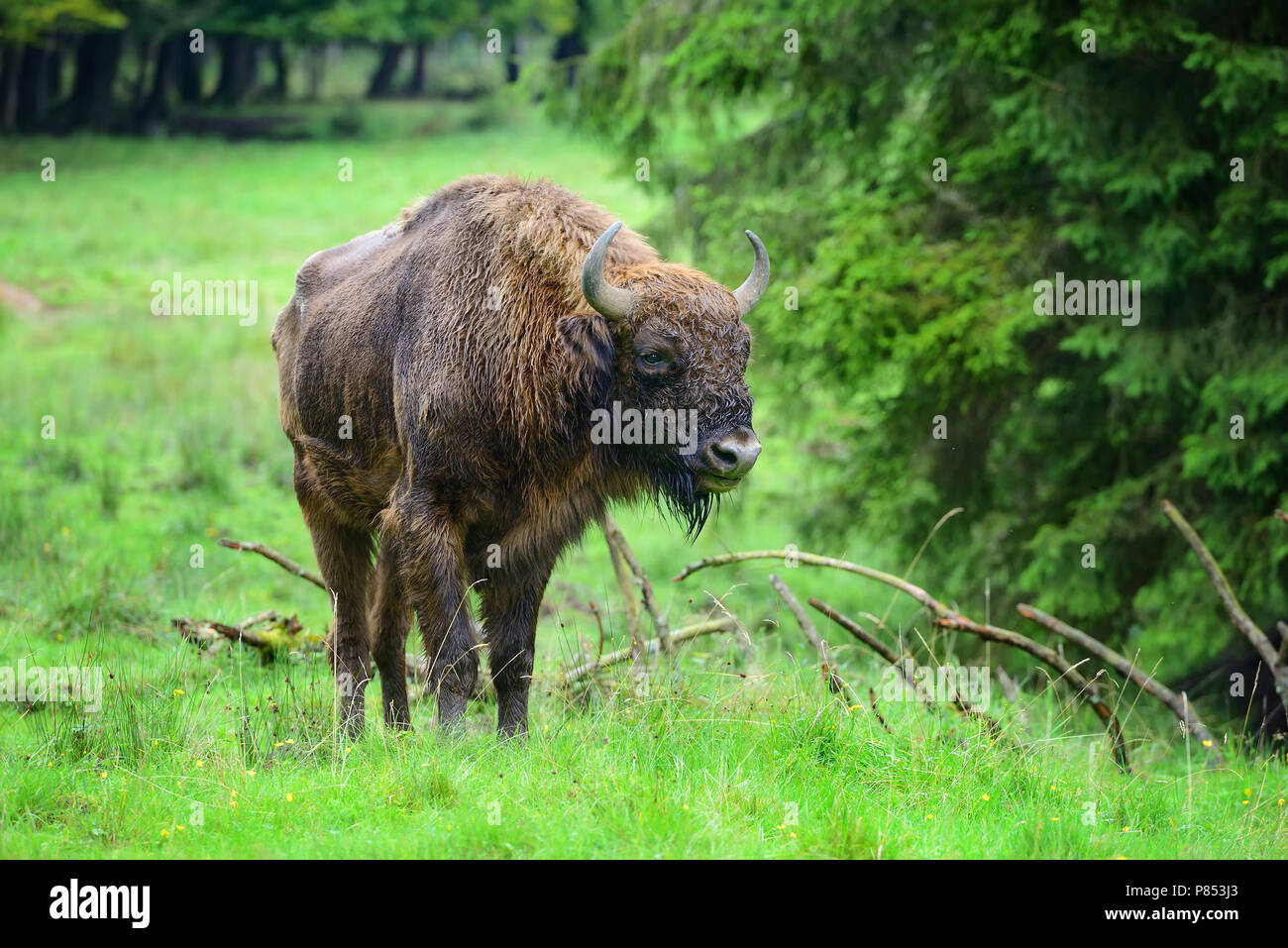 European Bison in the forest. Wisent. Bison bonasus Stock Photo Alamy