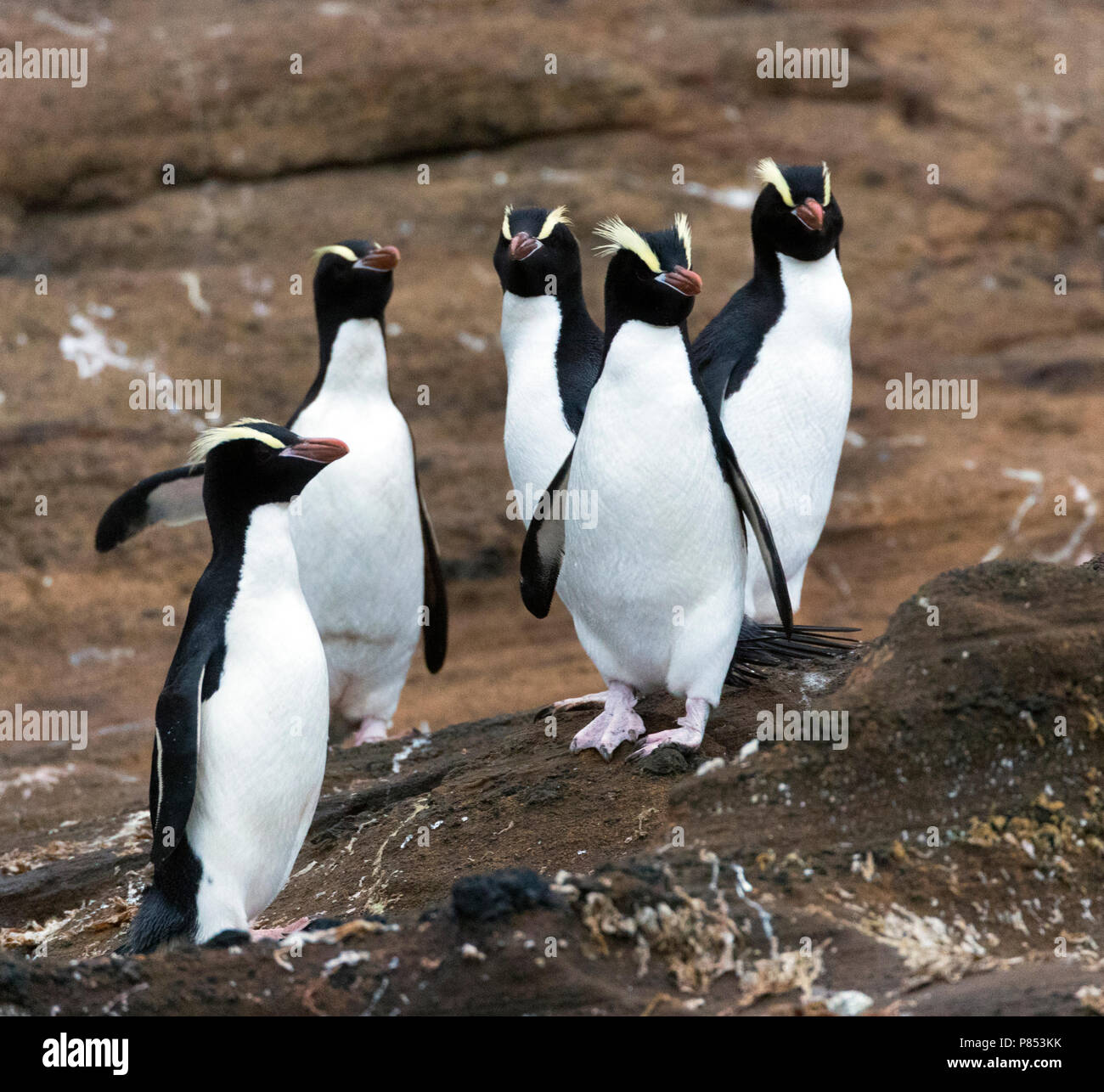 Group of Erect-crested Penguins (Eudyptes sclateri) on the Antipodes