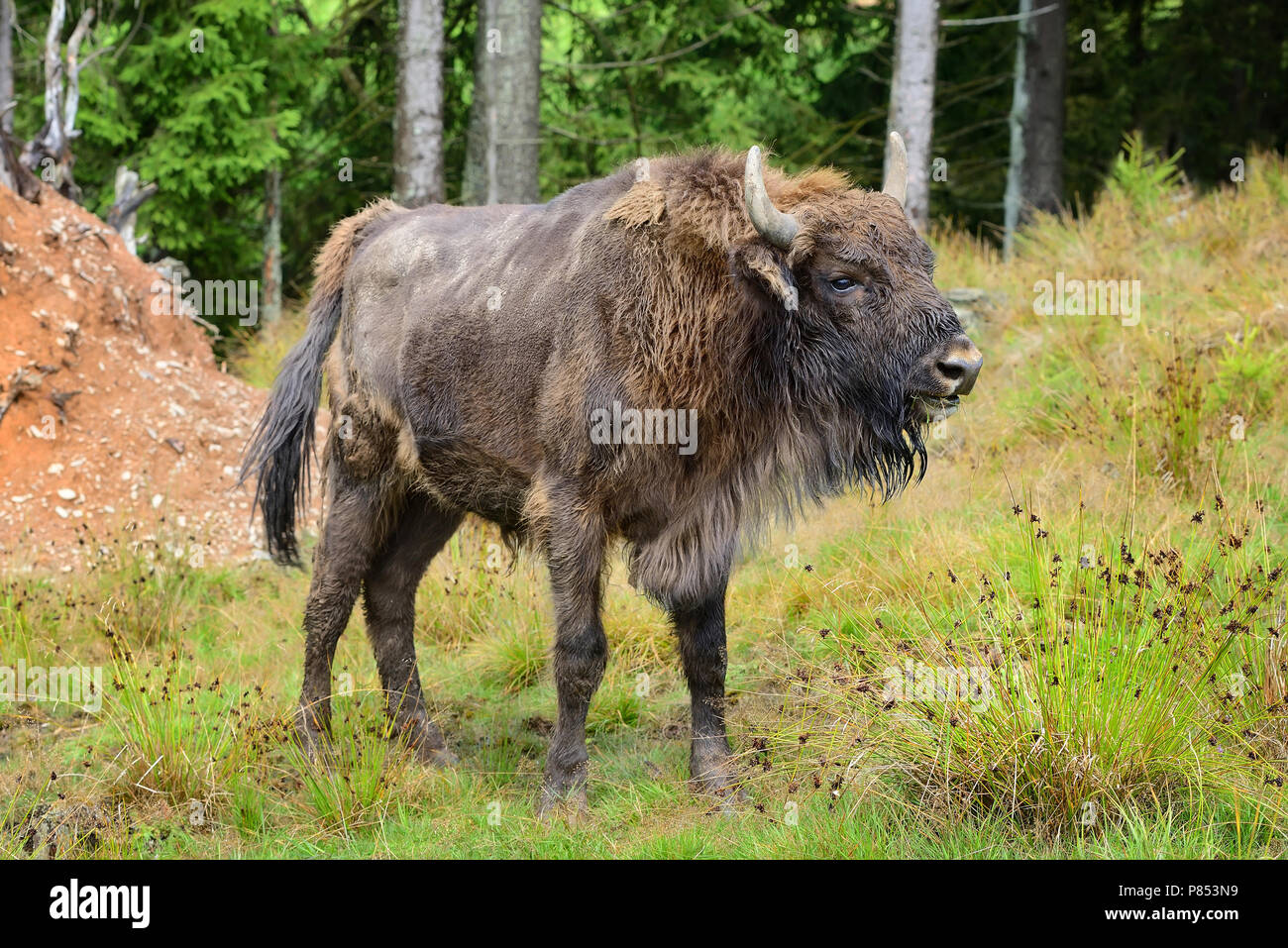 European Bison in the forest. Wisent. Bison bonasus Stock Photo Alamy