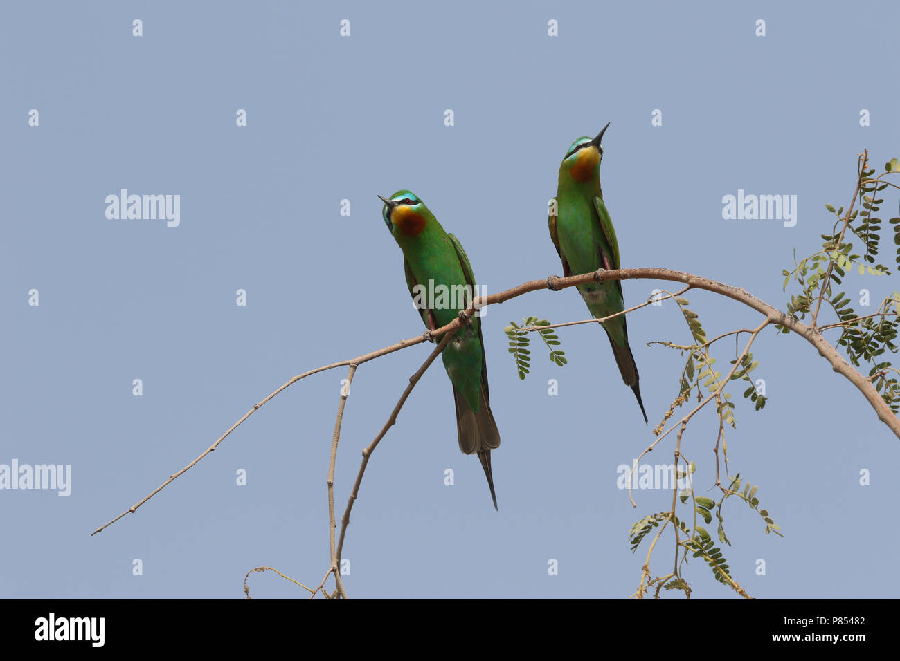 Blue-cheeked Bee-eater, Merops persicus Stock Photo