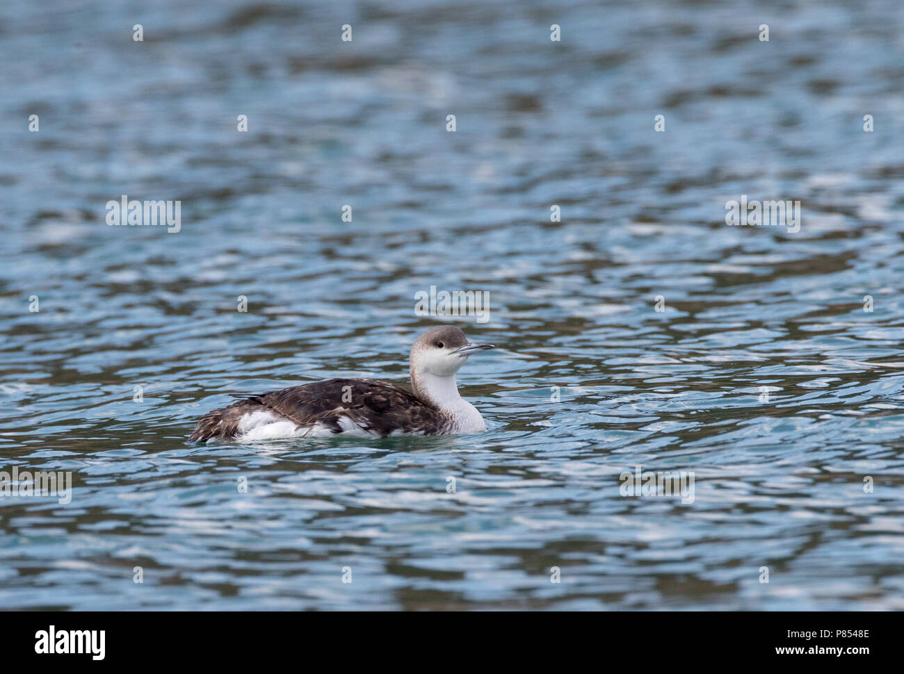 Second-year Black-throated Diver (Gavia arctica) during autumn migration resting in a small harbour in the Western Black Sea coast near Cape Kaliakra, Stock Photo