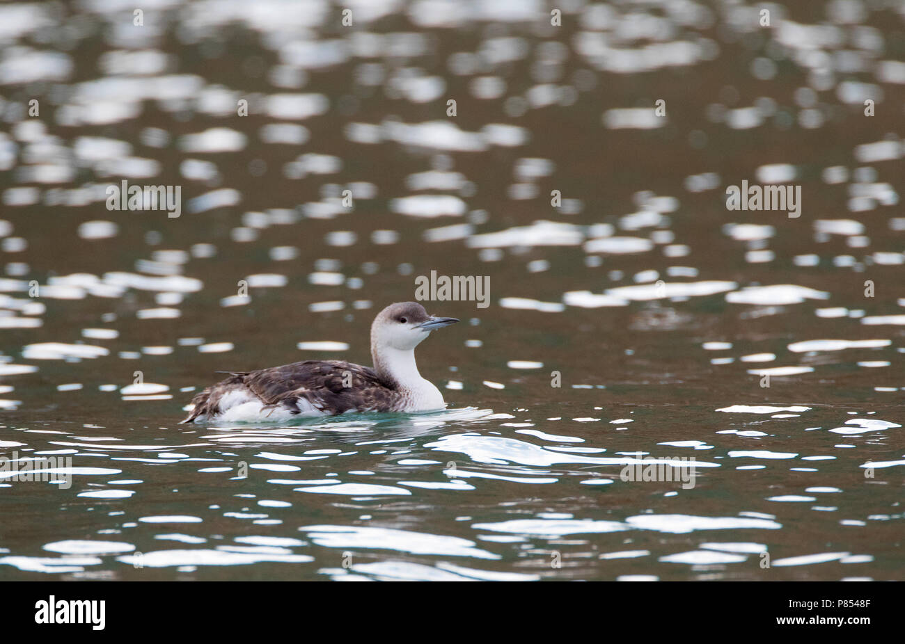 Second-year Black-throated Diver (Gavia arctica) during autumn migration resting in a small harbour in the Western Black Sea coast near Cape Kaliakra, Stock Photo