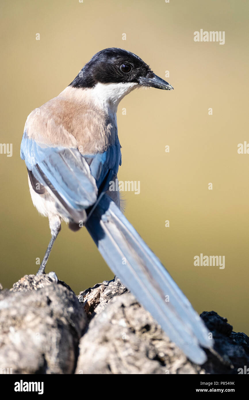 Iberian Magpie (Cyanopica cooki) in Extremadura, Spain Stock Photo