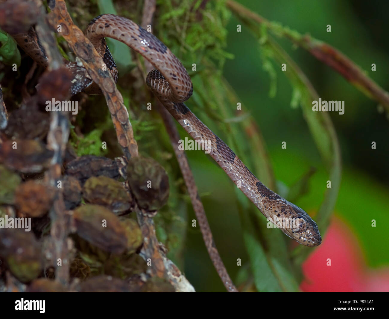 Blunthead Tree Snake, Imantodes cenchoa Stock Photo Alamy