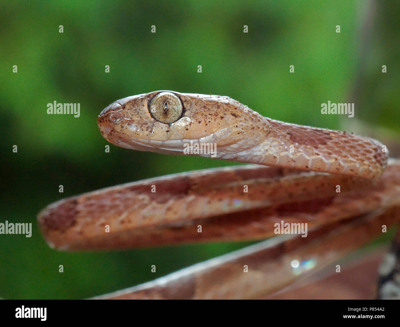 Blunthead Tree Snake, Imantodes cenchoa Stock Photo - Alamy