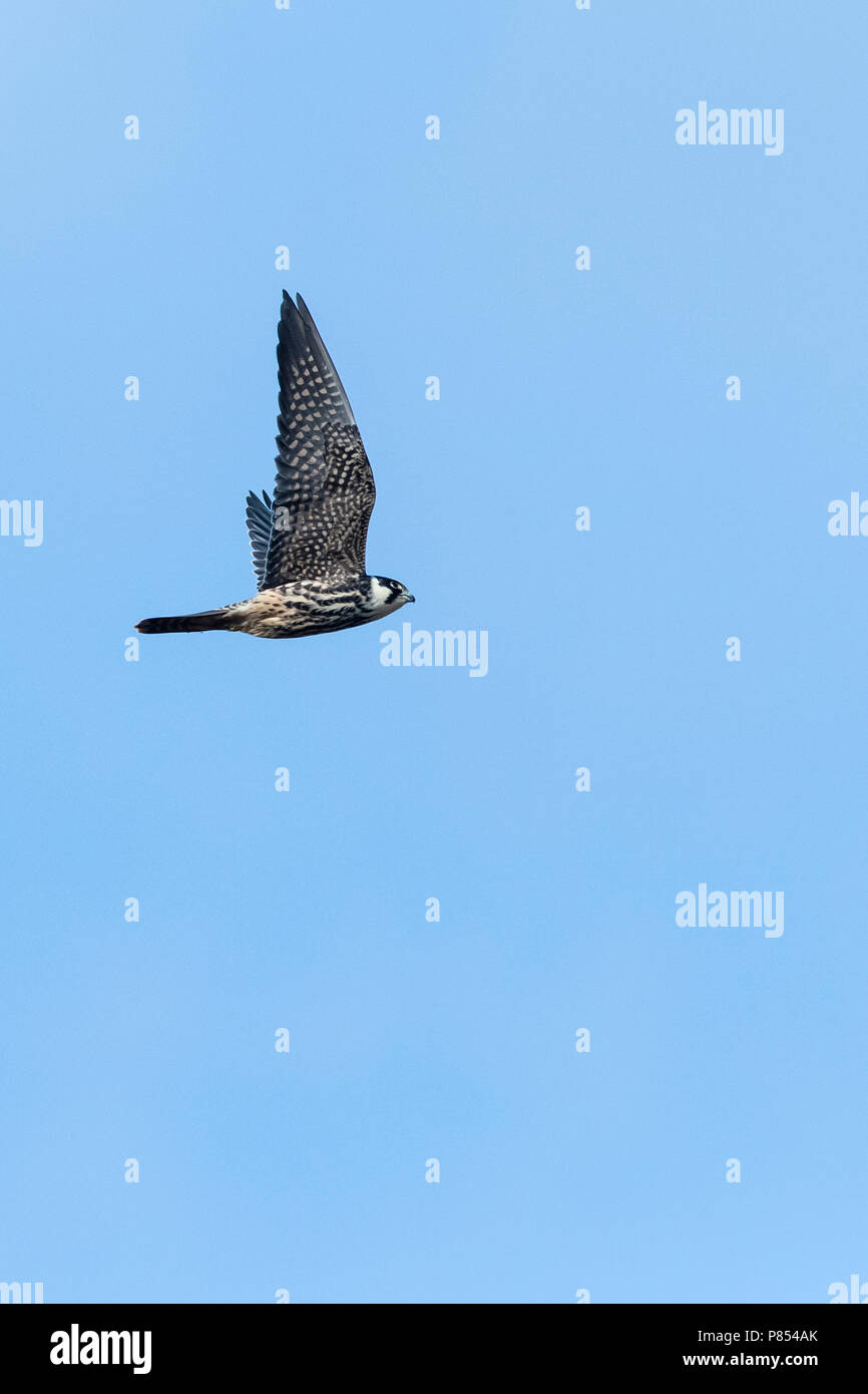 Eurasian Hobby (Falco subbuteo) in flight during autumn migration in Bulgaria Stock Photo