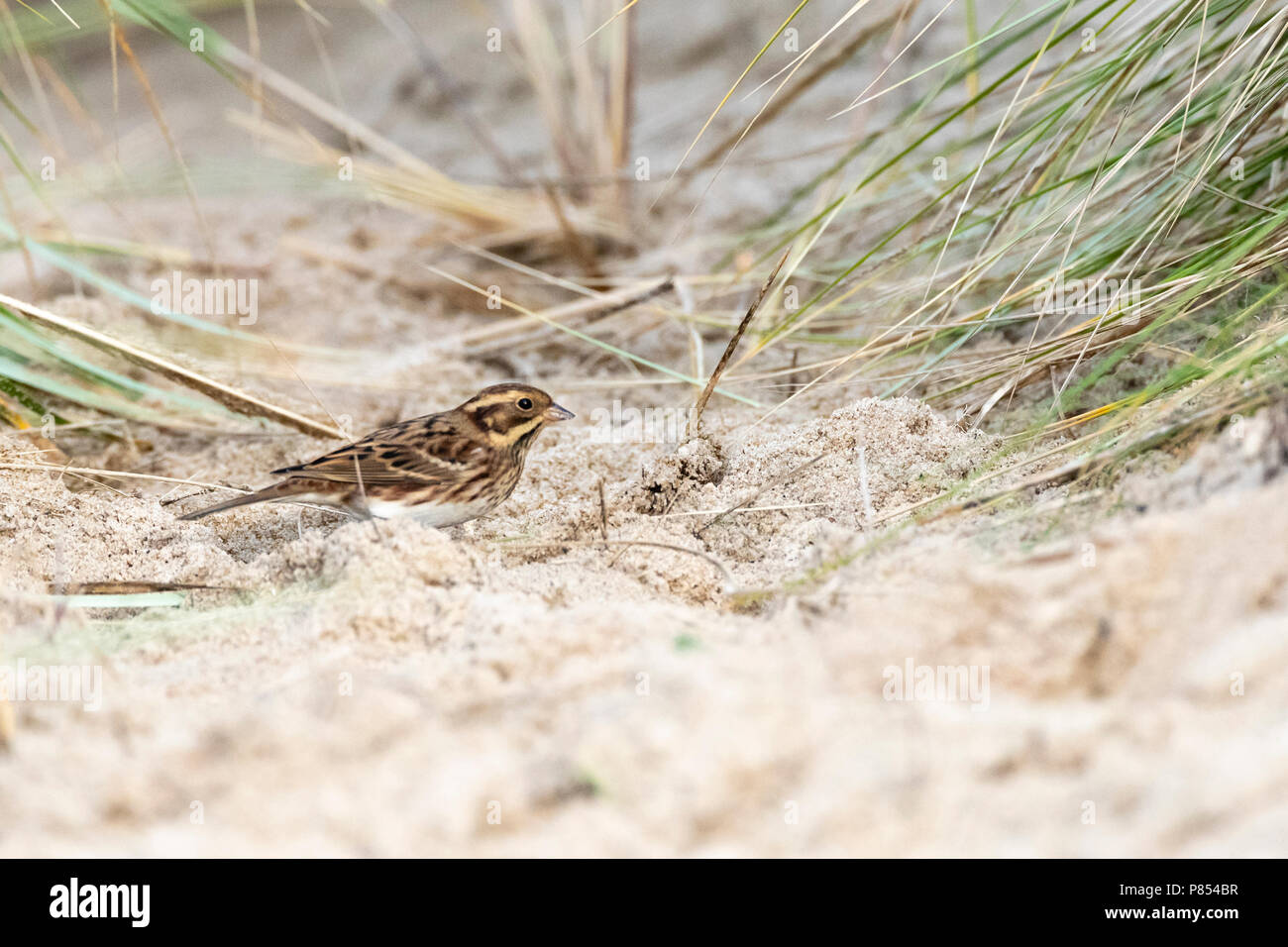 First-winter Rustic Bunting (Emberiza rustica) on Vlieland, Netherlands. A rare vagrant to the Netherlands Stock Photo