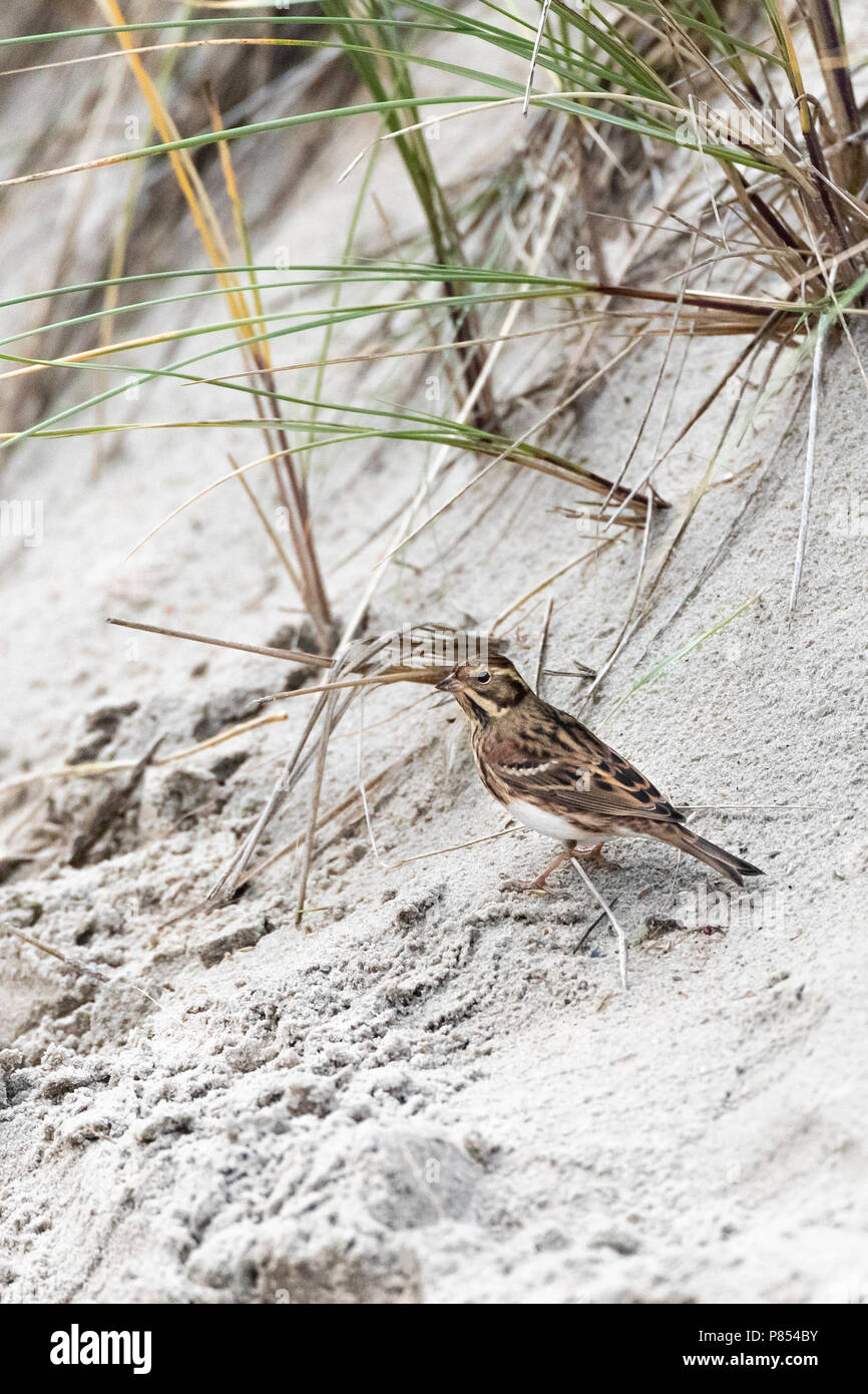 First-winter Rustic Bunting (Emberiza rustica) on Vlieland, Netherlands. A rare vagrant to the Netherlands Stock Photo