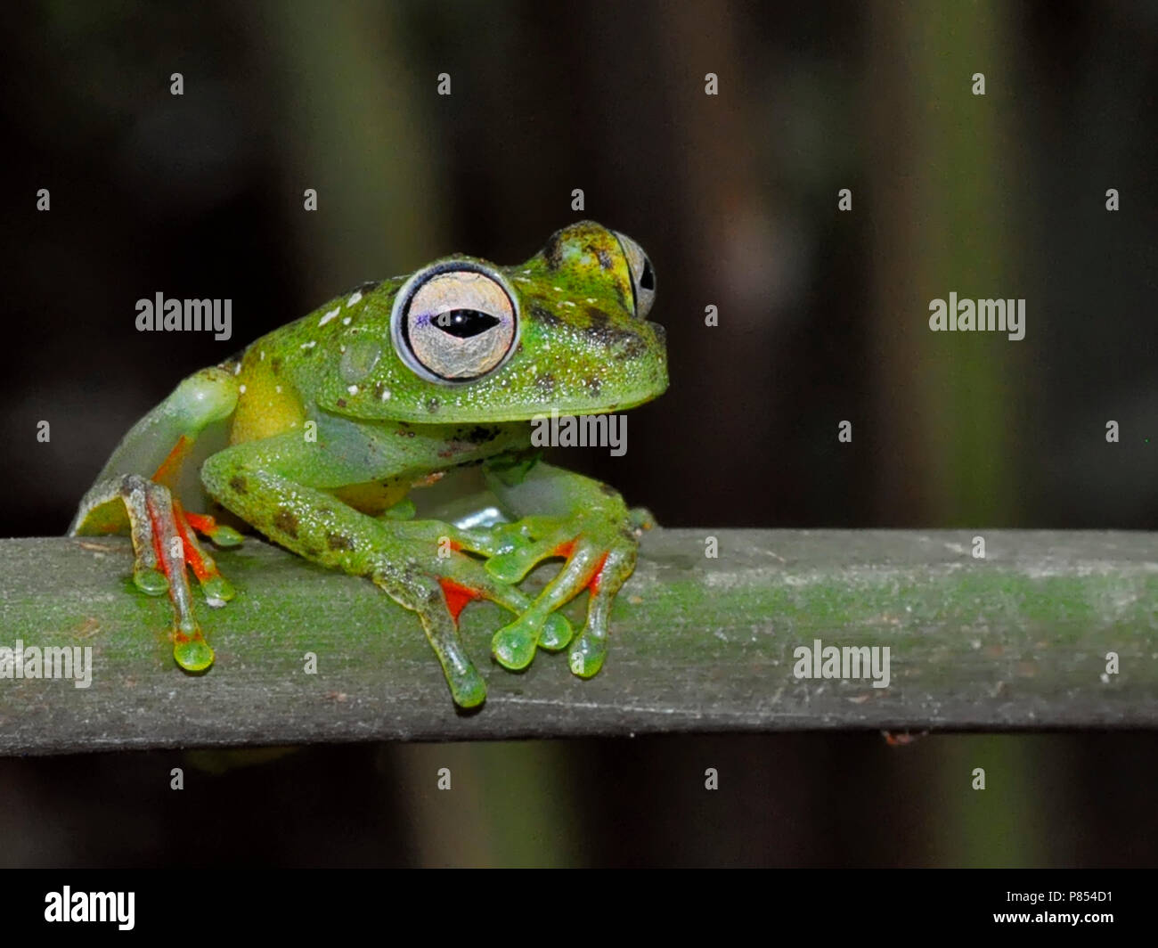 Canal Zone Treefrog, Hypsiboas rufitela Stock Photo