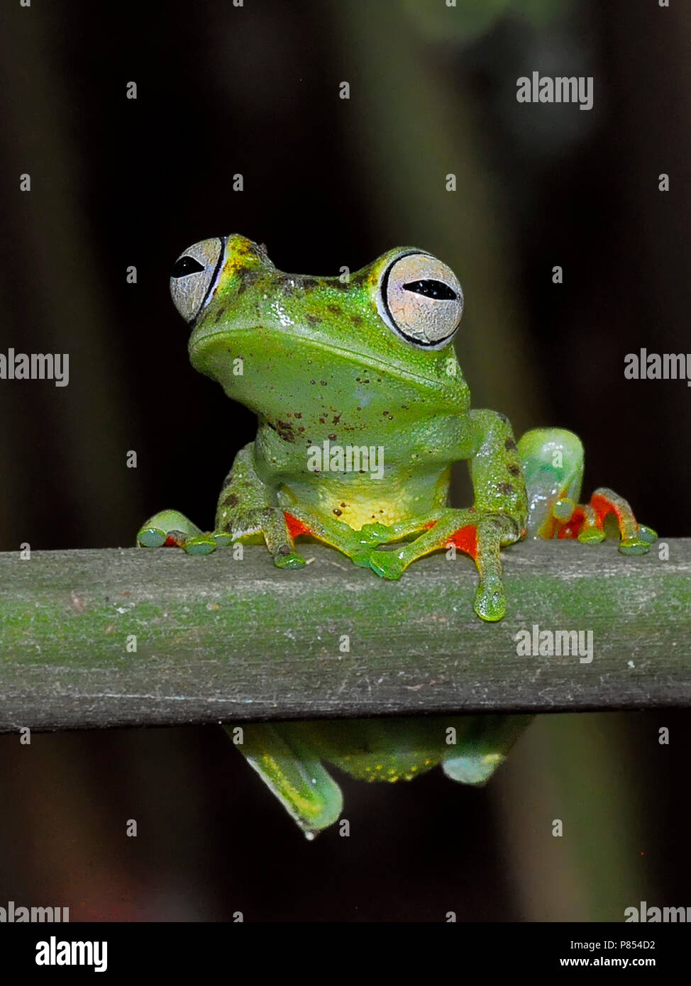 Canal Zone Treefrog, Hypsiboas rufitela Stock Photo