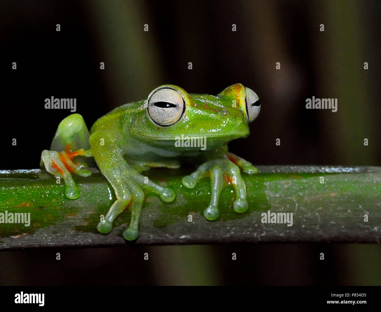 Canal Zone Treefrog, Hypsiboas rufitela Stock Photo