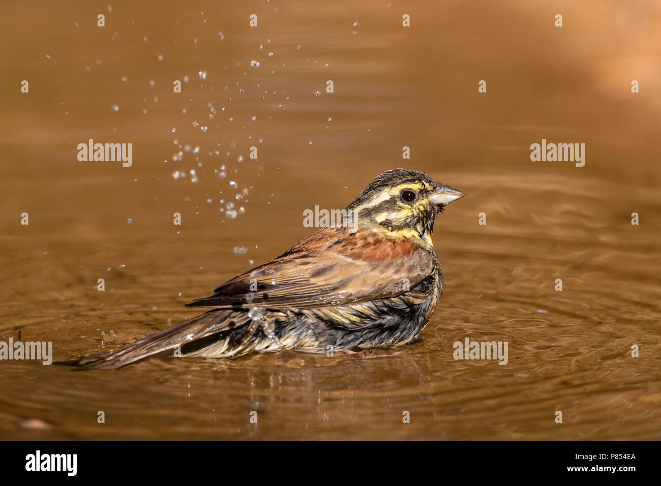 Male Cirl Bunting (Emberiza cirlus) at Spanish drinking station during summer. Stock Photo