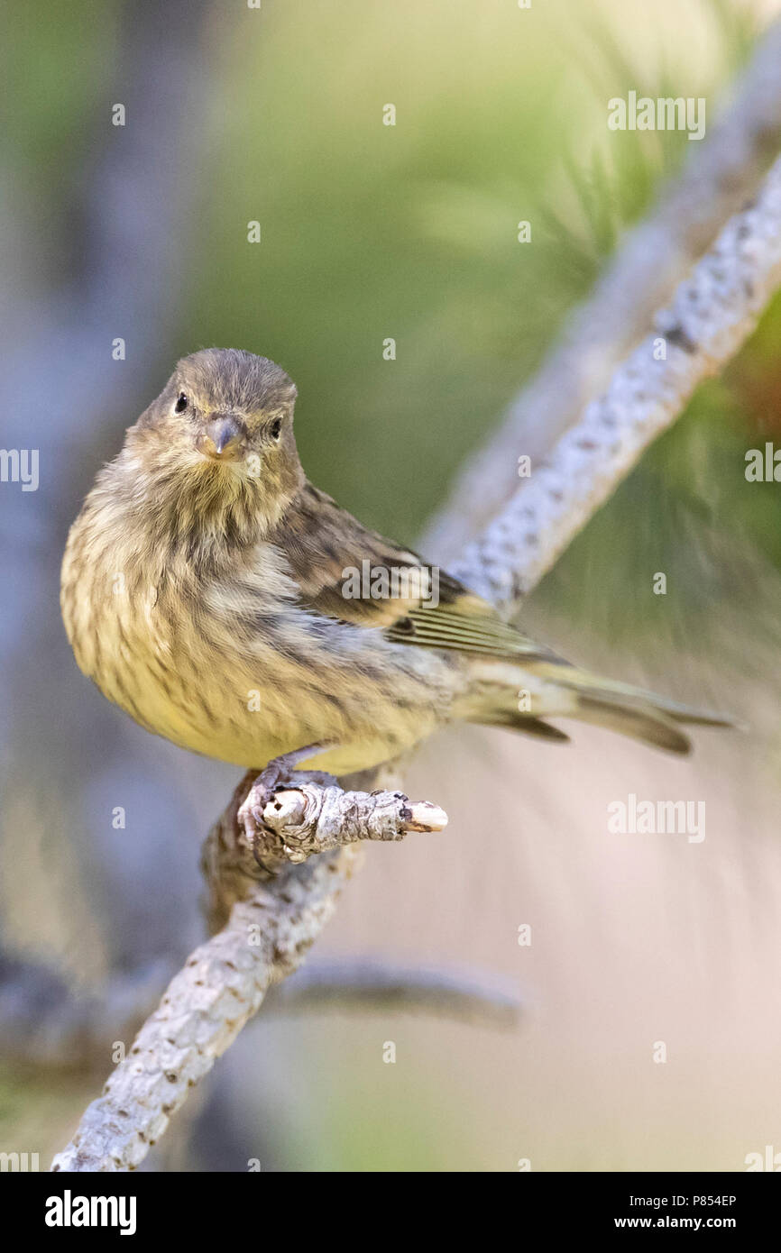 Citril Finch (Serinus citrinella) in Spanish pre-Pyrenees during summer. Stock Photo