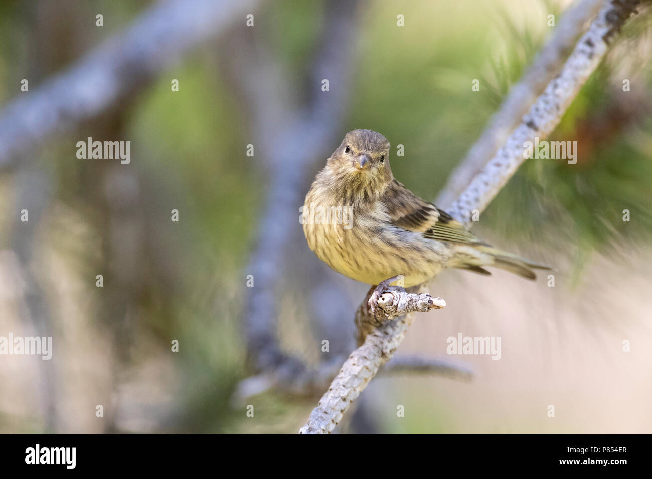 Citril Finch (Serinus citrinella) in Spanish pre-Pyrenees during summer. Stock Photo