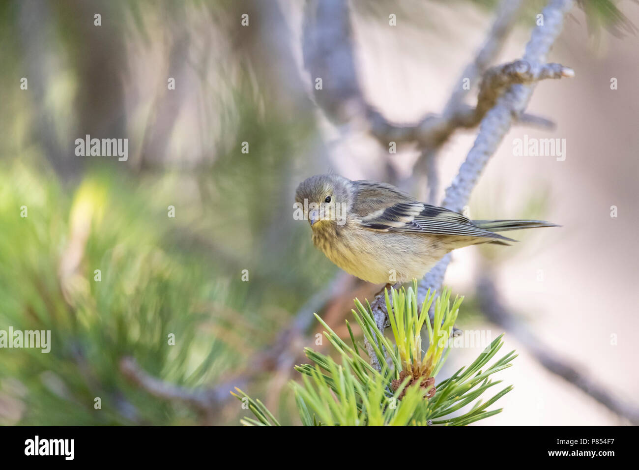 Citril Finch (Serinus citrinella) in Spanish pre-Pyrenees during summer. Stock Photo