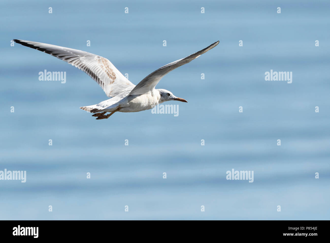 Slender-billed Gull (Chroicocephalus genei) during autumn migration in Ebro Delta, Spain Stock Photo