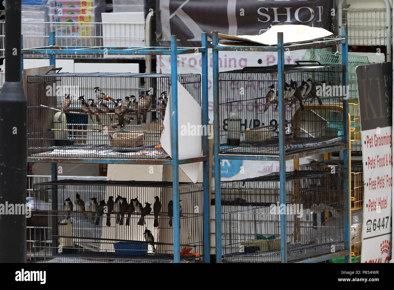 Pet bird shops full with illegal caught birds in Singapore. Stock Photo