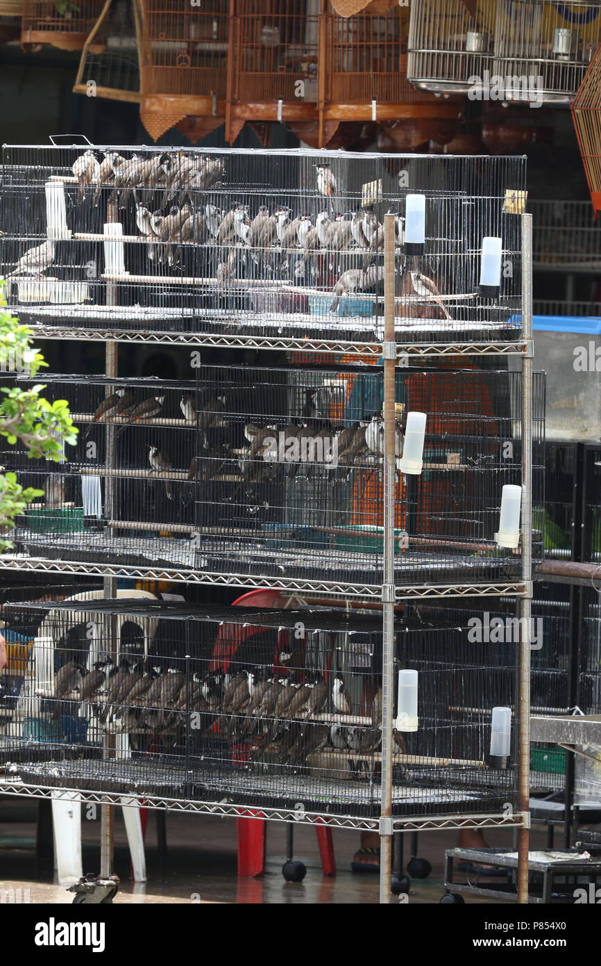 Pet bird shops full with illegal caught birds in Singapore Stock Photo