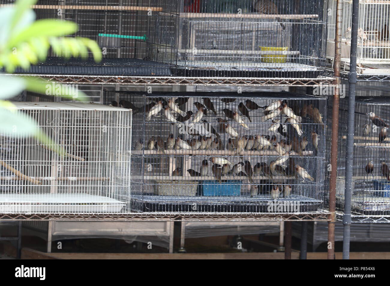Pet bird shops full with illegal caught birds in Singapore Stock Photo