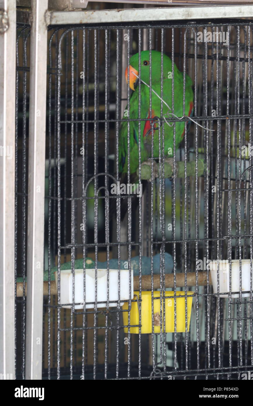 Pet bird shops full with illegal caught birds in Singapore. Stock Photo