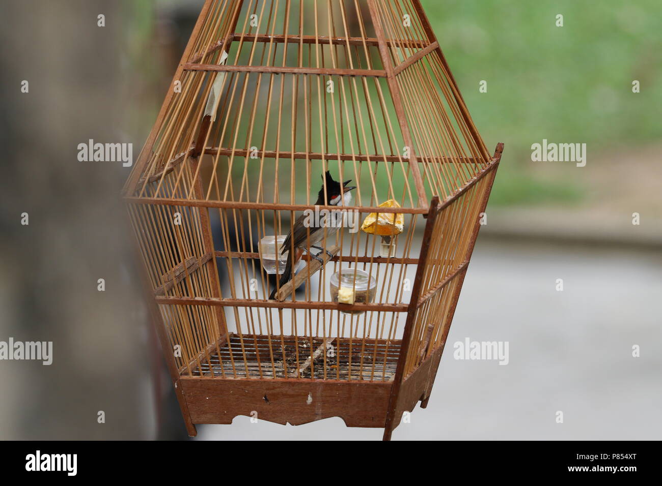 Pet bird shops full with illegal caught birds in Singapore Stock Photo