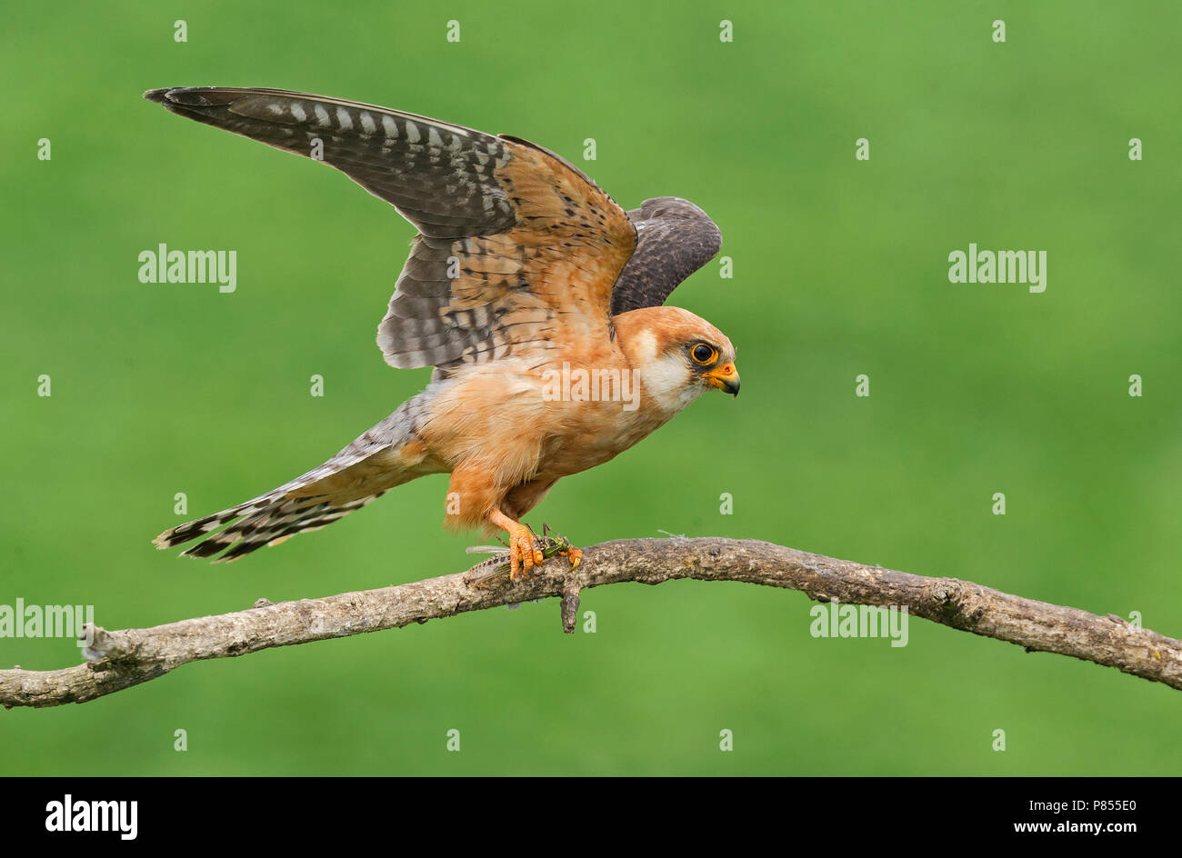 Adult female Red-footed Falcon (Falco vespertinus) Stock Photo