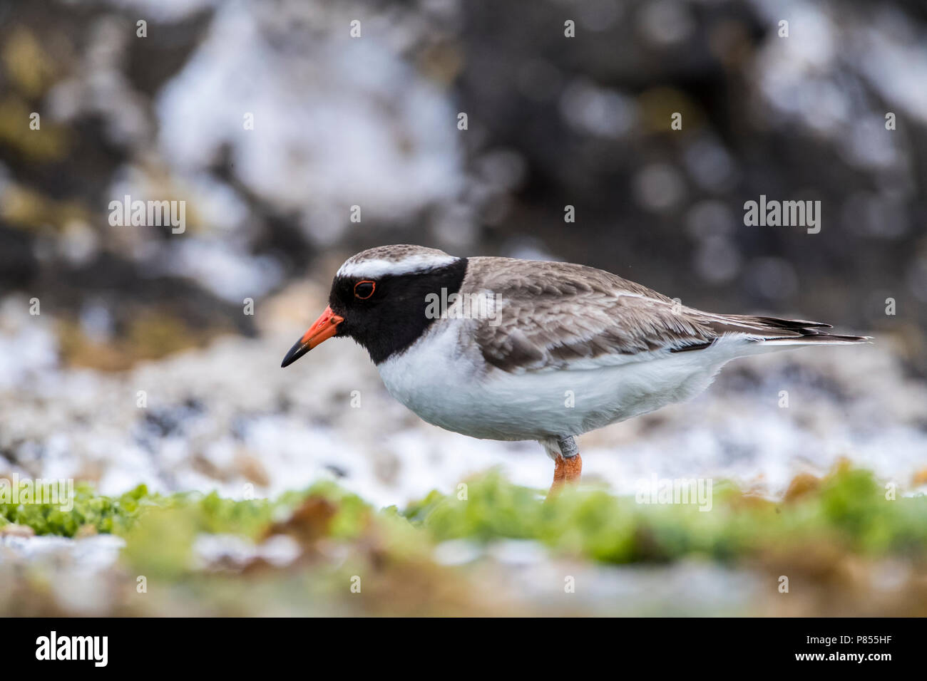 Endangered Shore Plover (Thinornis novaeseelandiae) on the Chathams Islands, New Zealand. Very rare with only a remaining world population of around 2 Stock Photo