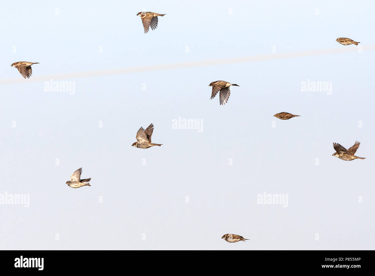 Flock of Spanish Sparrows (Passer hispaniolensis) during spring migration in southern negev, Israel. Stock Photo
