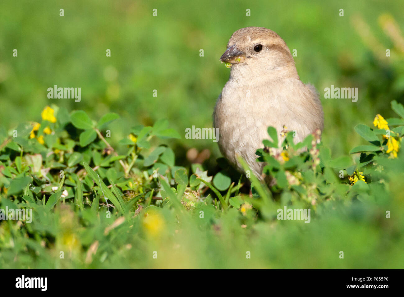 Female Spanish Sparrow (Passer hispaniolensis) during spring migration in southern negev, Israel. Stock Photo