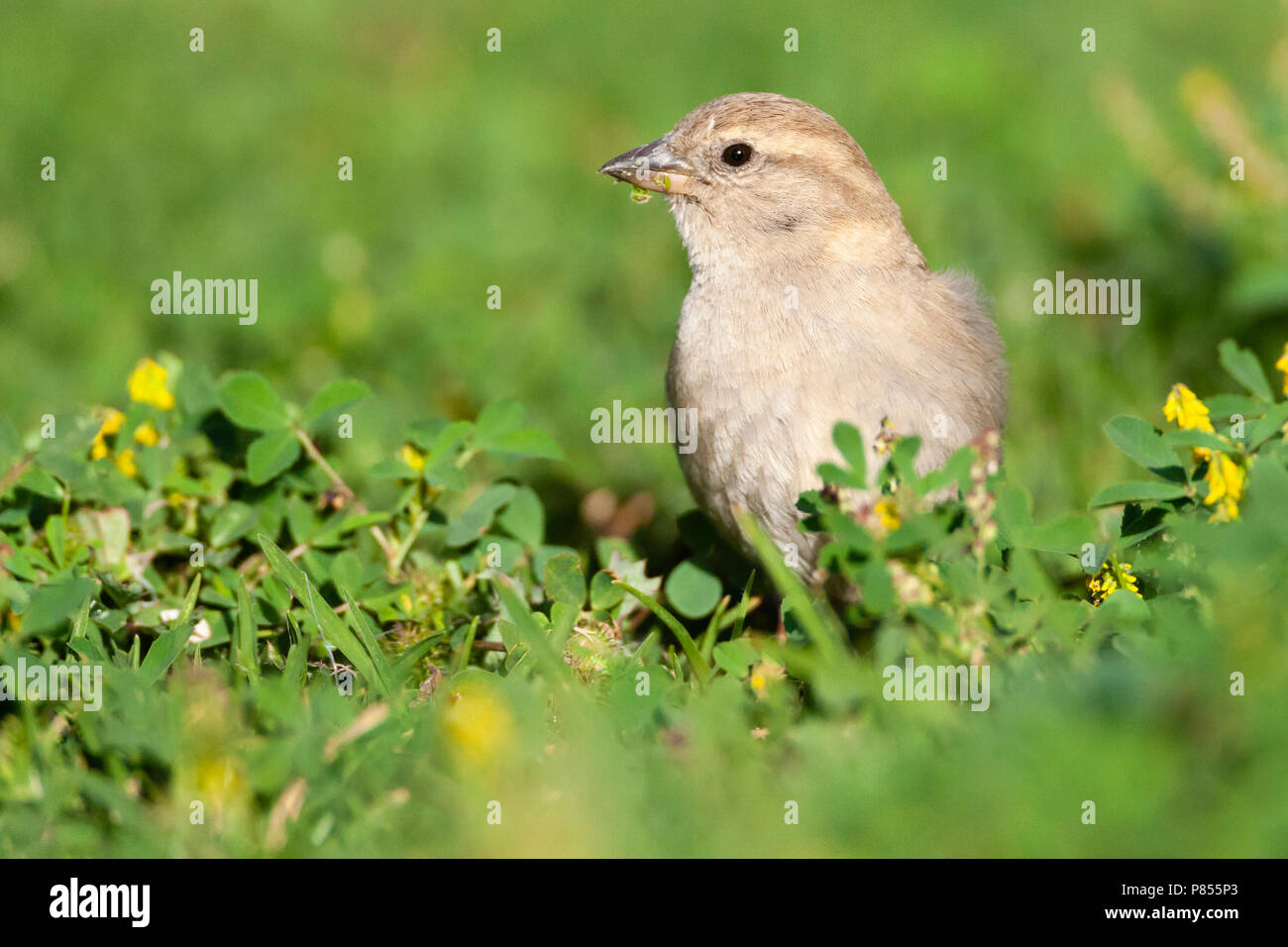 Female Spanish Sparrow (Passer hispaniolensis) during spring migration in southern negev, Israel. Stock Photo