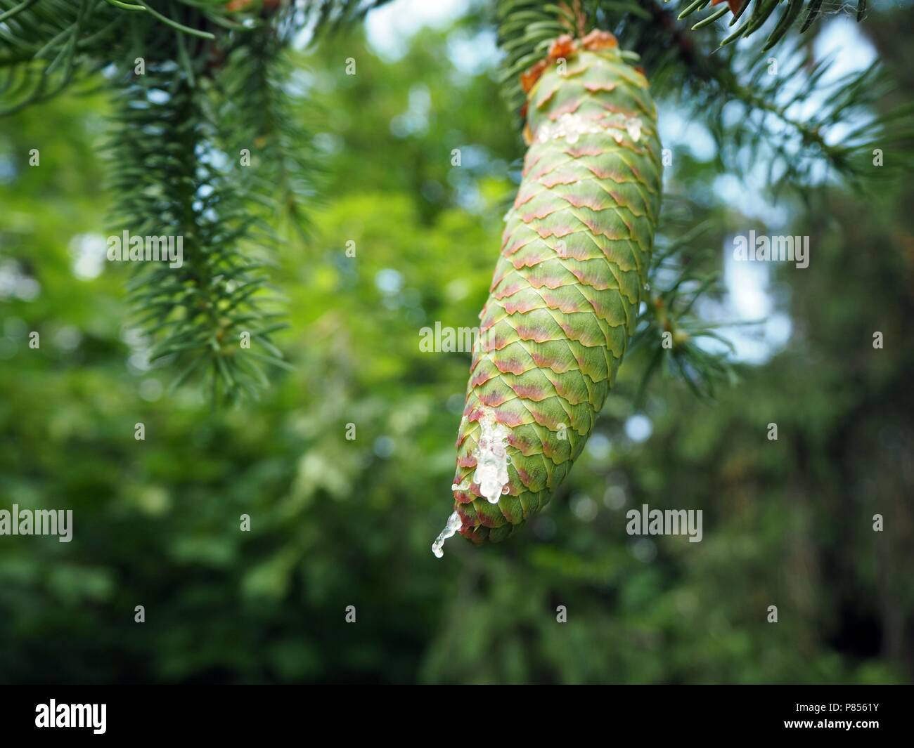 Green pine cone close up with liquid running down close up Stock Photo