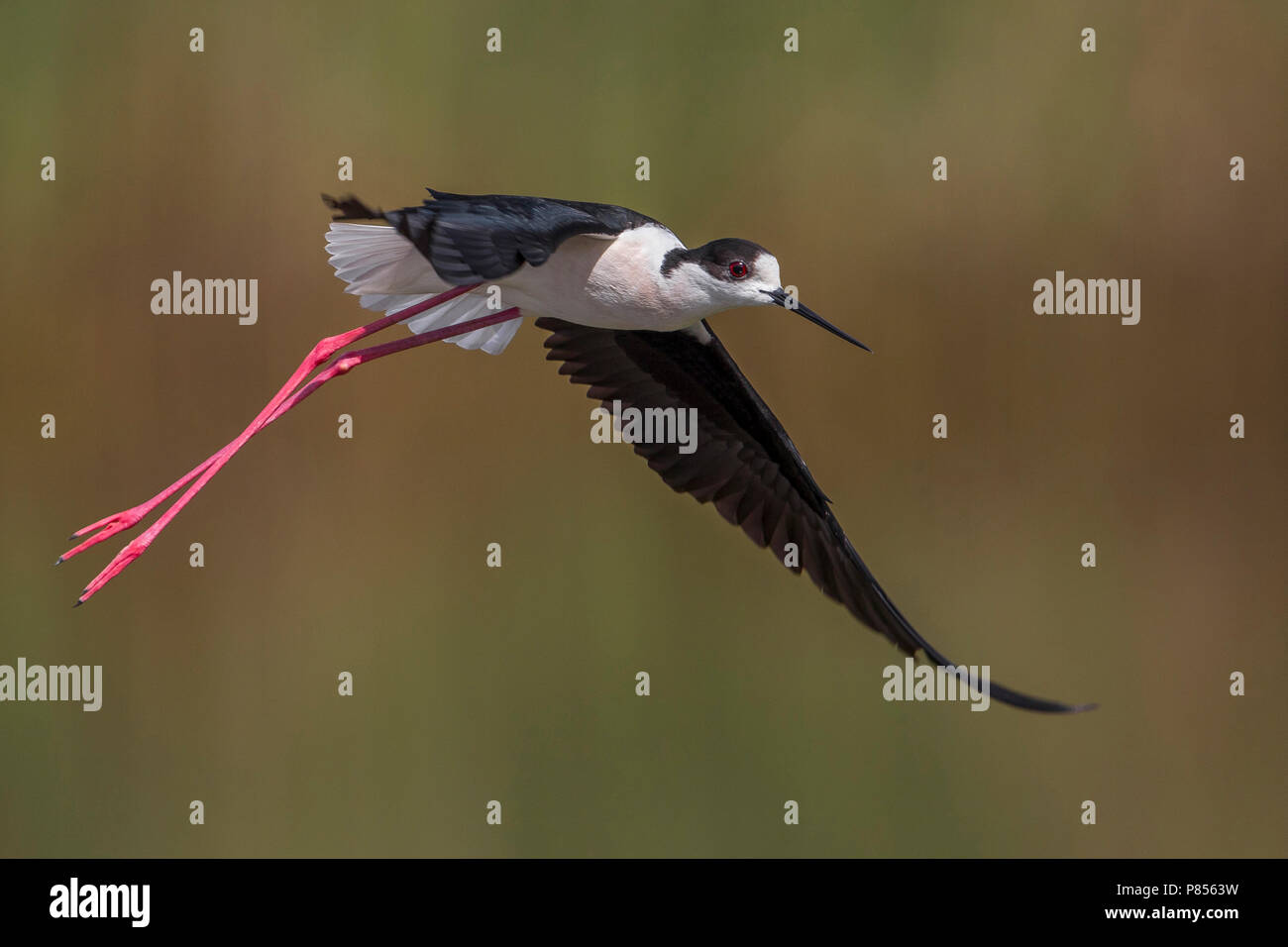 Cavaliere d'Italia; Black-winged Stilt; Himantopus himantopus Stock Photo